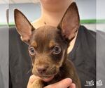 Small #1 Chihuahua Mix