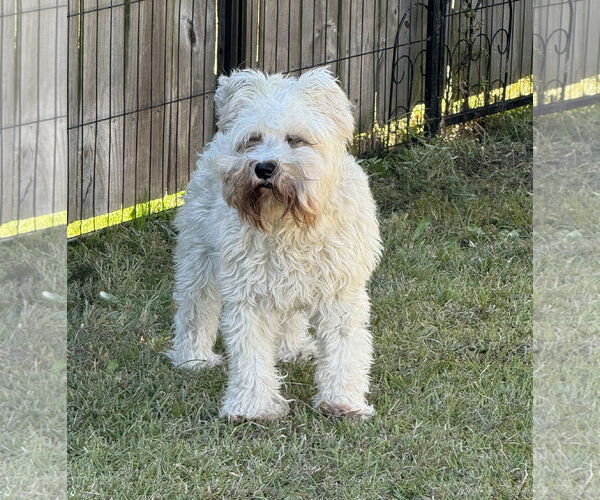 Medium Photo #4 - Mix Puppy For Sale in Lenoir, NC, USA