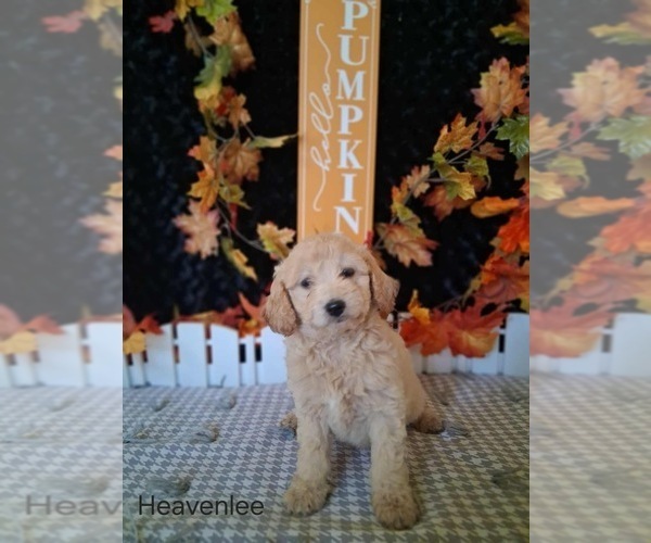Medium Photo #1 Goldendoodle (Miniature) Puppy For Sale in MOUNT PLEASANT, MI, USA