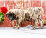 Small #3 Mastiff