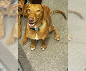 Labrador Retriever-Unknown Mix Dogs for adoption in Sterling, MA, USA
