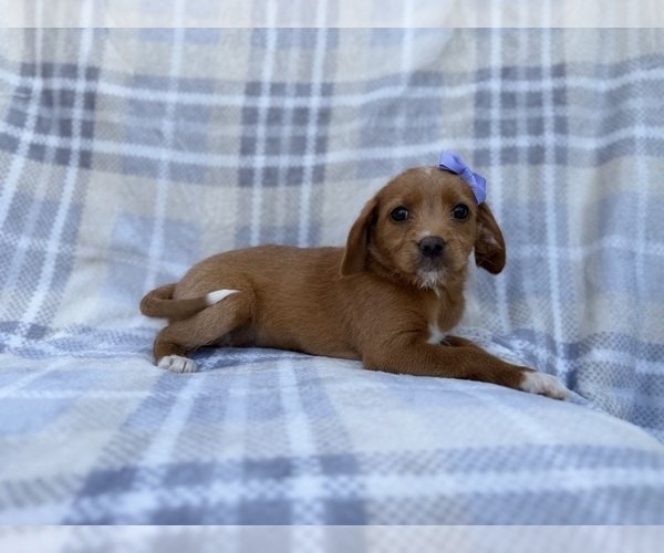 Medium Photo #1 Beagle-Labradoodle Mix Puppy For Sale in LAKELAND, FL, USA