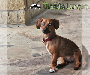 Maddie Luna - Female Dachshund Dog for Adoption - Photo #9