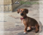 Small Photo #9 Dachshund Puppy For Sale in San Antonio, TX, USA