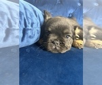 Small #7 French Bulldog