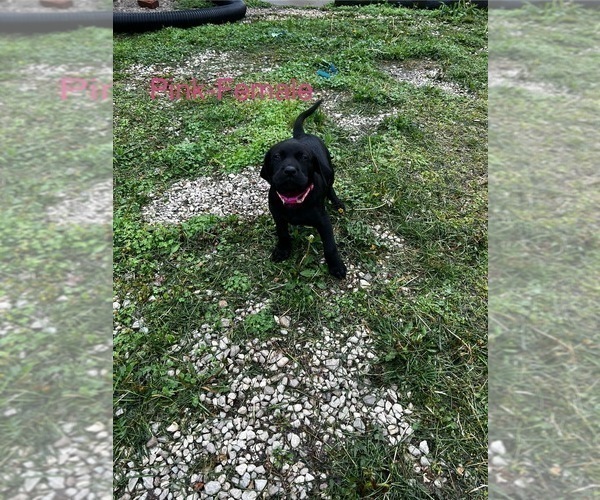 Medium Photo #31 Cane Corso-German Shorthaired Pointer Mix Puppy For Sale in CLAY CITY, KY, USA
