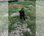 Small Photo #31 Cane Corso-German Shorthaired Pointer Mix Puppy For Sale in CLAY CITY, KY, USA