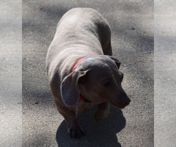 Medium Photo #12 Dachshund Puppy For Sale in Shelbyville, TN, USA