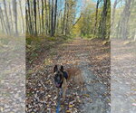 Small Photo #3 Mutt Puppy For Sale in Imlay City, MI, USA