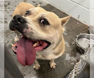 American Bulldog-Unknown Mix Dogs for adoption in Tavares, FL, USA