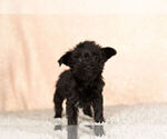 Small Photo #2 YorkiePoo Puppy For Sale in NAPPANEE, IN, USA