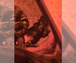 Puppy Puppy 5 Doberman Pinscher
