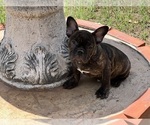 Small Photo #5 French Bulldog Puppy For Sale in LA MESA, CA, USA