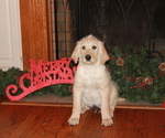 Small Photo #1 Labradoodle Puppy For Sale in GRANBURY, TX, USA