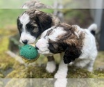 Small Photo #12 Aussiedoodle Puppy For Sale in OAK HARBOR, WA, USA