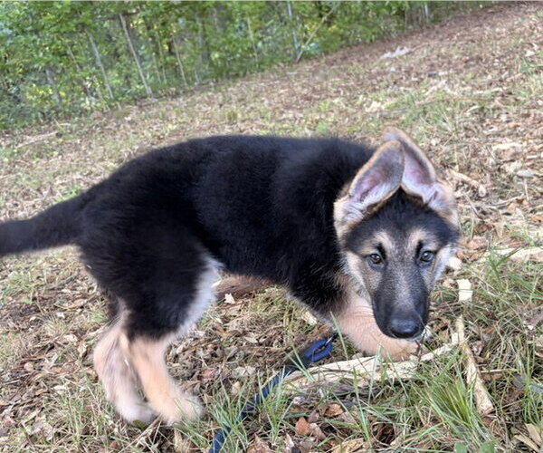 Medium Photo #3 German Shepherd Dog Puppy For Sale in Newfoundland, PA, USA