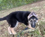 Small #2 German Shepherd Dog