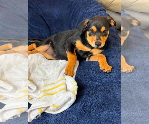 Medium Photo #3 Labrottie Puppy For Sale in Rockwall, TX, USA