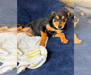 Rose - Female Labrottie Dog for Adoption - Photo #3