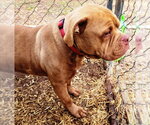 Small #4 American Bulldog