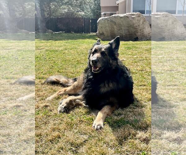 Medium Photo #4 German Shepherd Dog-Unknown Mix Puppy For Sale in Incline Village, NV, USA