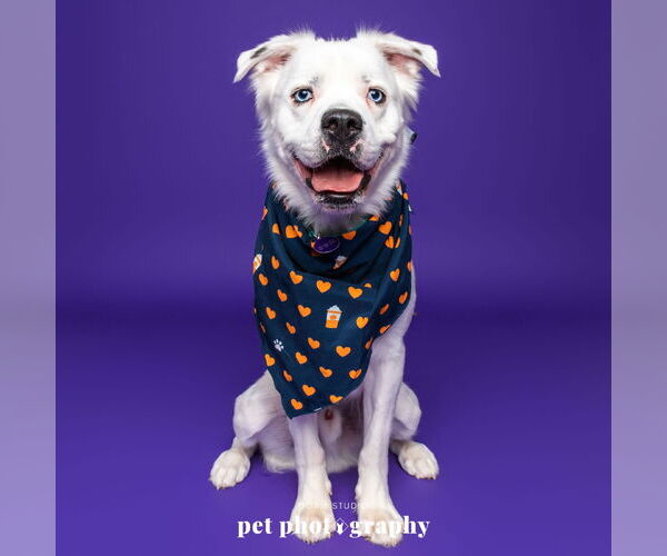 Medium Photo #4 Great Pyrenees-Unknown Mix Puppy For Sale in Fargo, ND, USA