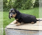 Small #3 Dachshund