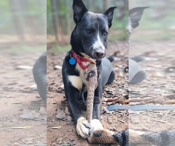 Medium Photo #12 Mutt Puppy For Sale in Arlington, VA, USA