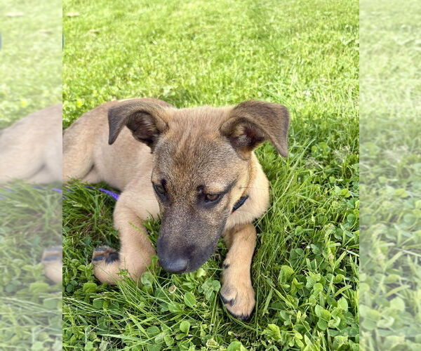 Medium Photo #4 Shepradors Puppy For Sale in Brewster, NY, USA