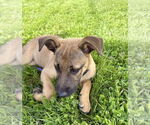 Small #3 Shepradors