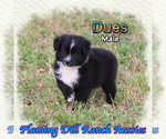 Image preview for Ad Listing. Nickname: Dues