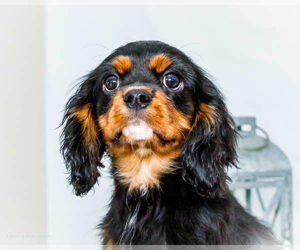 Medium Photo #68 Cavalier King Charles Spaniel Puppy For Sale in WAKARUSA, IN, USA