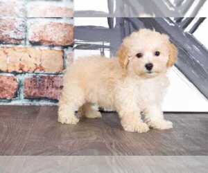 Poochon Puppy for sale in BEL AIR, MD, USA