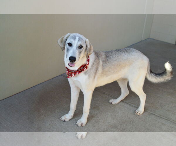 Medium Photo #3 Great Pyrenees-Unknown Mix Puppy For Sale in McKinney, TX, USA