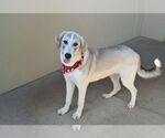 Small #2 Great Pyrenees Mix