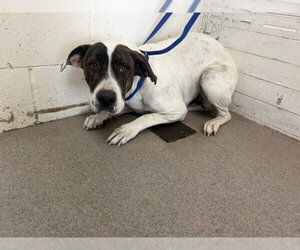 Mutt Dogs for adoption in San Bernardino, CA, USA