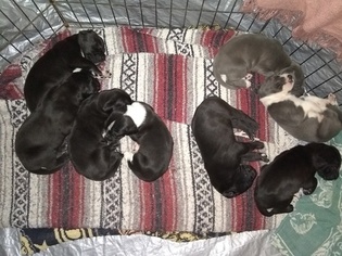 Great Dane Puppy for sale in ELM CITY, NC, USA