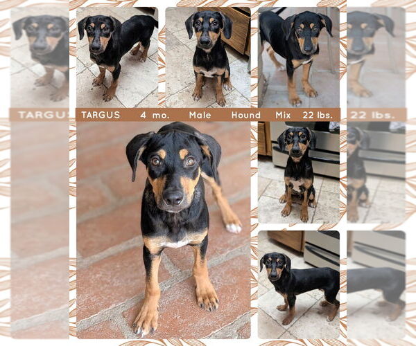 Medium Photo #3 Mutt Puppy For Sale in Mesa, AZ, USA