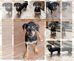 Small #2 Mutt