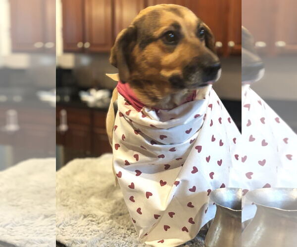 Medium Photo #6 Beagle-Unknown Mix Puppy For Sale in Arlington, VA, USA