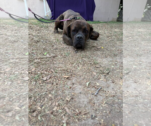 Medium Photo #2 Mutt Puppy For Sale in Goodyear, AZ, USA