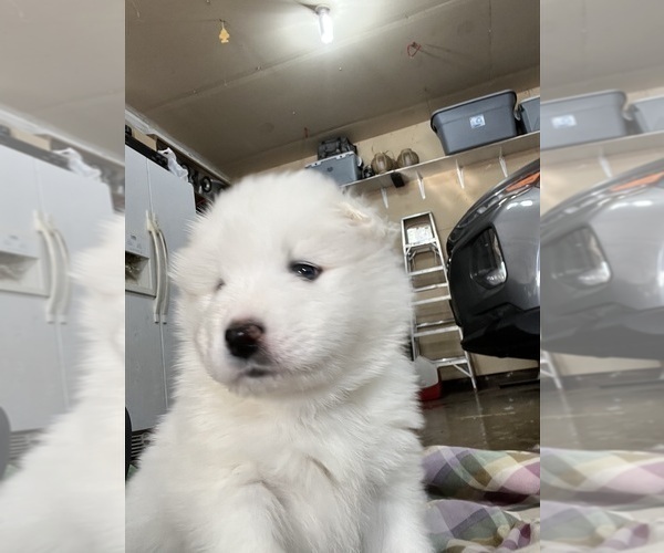 Medium Photo #9 Samoyed Puppy For Sale in LITTLE FALLS, MN, USA