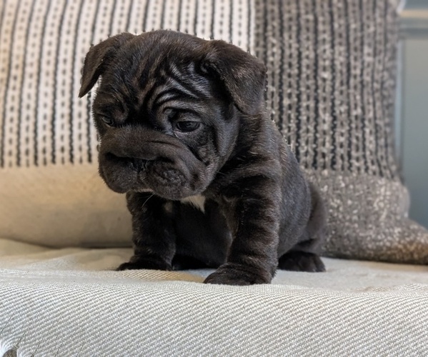 Medium Photo #22 French Bulldog Puppy For Sale in GOSHEN, IN, USA