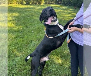 Mutt Dogs for adoption in Muskegon, MI, USA