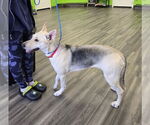 Small #3 German Shepherd Dog Mix