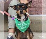 Small #6 Miniature Pinscher Mix