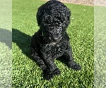 Small Photo #5 Poodle (Standard) Puppy For Sale in MARICOPA, AZ, USA