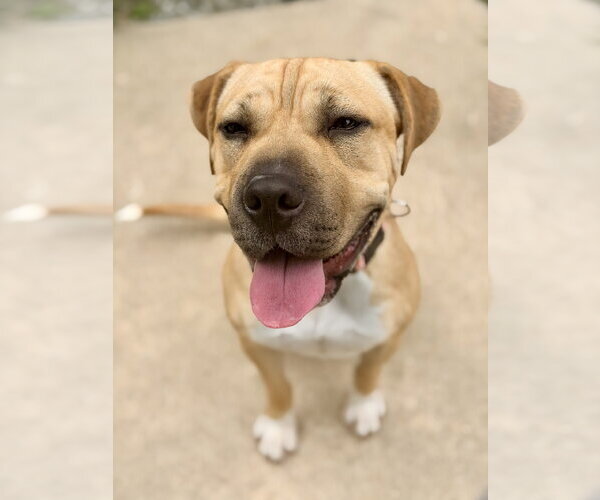 Medium Photo #3 Mastiff-Unknown Mix Puppy For Sale in Jackson , NJ, USA