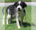 Skipper 44367 - Male Mutt Dog for Adoption - Small photo
