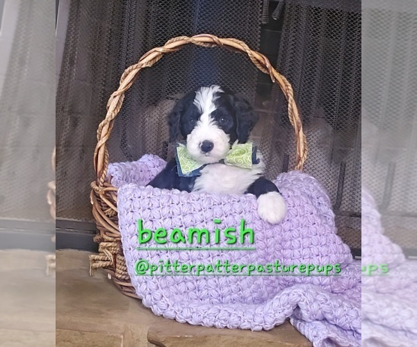 Medium Photo #1 Bernedoodle Puppy For Sale in TEMPLE, GA, USA